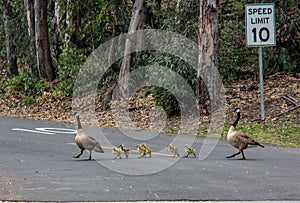 A Family of Canadian Geese in Laguna Niguel Regional Park photo