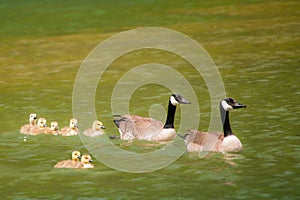 A Family of Canadian Geese, Residing in a Park Pond