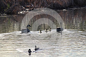 A family of Canadian geese swimming near other ducks