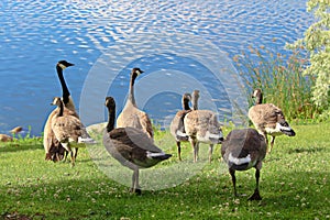 A family of Canadian Geese by the water