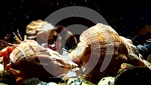 Family of cancer hermit crab underwater in search of food of White Sea.