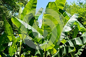 Summer plantains in the sun photo