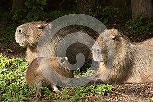 Family of capybaras