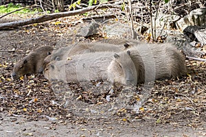 A family of capybaras lying on the grass and basking in the sun. photo