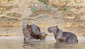 Family of Capybaras on a river bank