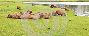 a family of capybaras together free in nature photo