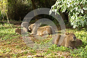 Family of capybaras in the wild nature in South America