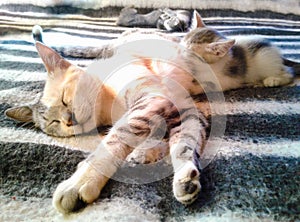 Family of cats on bed in state of total relaxation photo