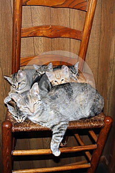 Family of cats on shaker chaur