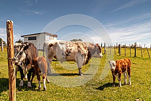 Family of cattle at Posada Estancia Rio Verde, Riesco Island,, Chile