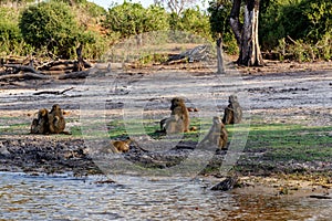 Family of Chacma Baboon