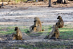 Family of Chacma Baboon