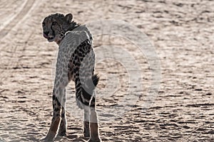 A family of cheetah in Namibia