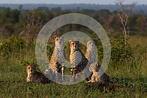 A family of cheetah sits together in an open clearing