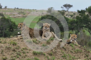 Family of Cheetahs