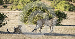 Family of Cheetahs in Botswana, Africa