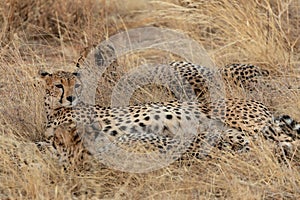 Family of cheetahs, in the grasslands, in the Masai Mara, Kenya, Africa