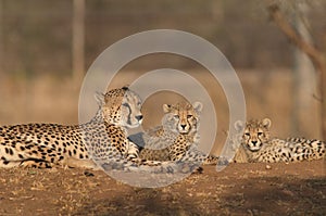Family of Cheetahs photo