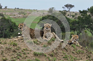 Family of Cheetahs photo