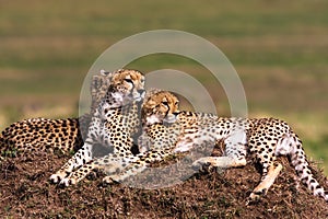 The family of cheetahs. Hills of Serengeti