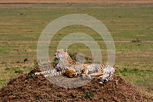The family of cheetahs. Hills of Serengeti