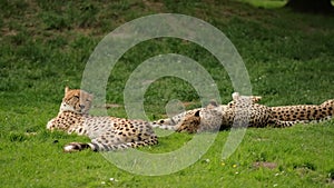 A family of cheetahs lies and rests in a clearing among green grass . Wild animals and nature
