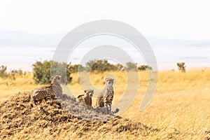 A family of cheetahs from Masai Mara on a hill. Kenya, Africa