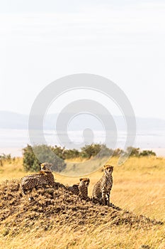 Family of cheetahs from Masai Mara. Kenya, Africa