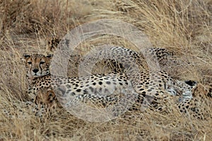 Family of cheetahs in the Masai Mara, Kenya, Africa