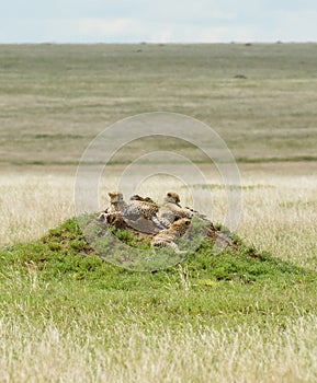 family of cheetahs resting on a mound