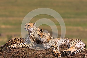 The family of cheetahs. Savanna of Serengeti