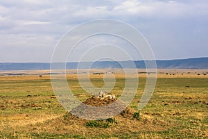 The family of cheetahs is watching the savanna. Hills of Masai Mara, Africa