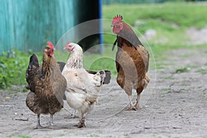 Family of chickens in a farm