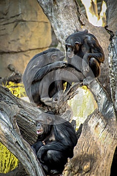 Family of chimpanzees resting on a tree