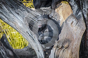 Family of chimpanzees resting on a tree