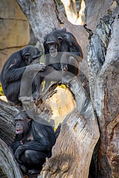 Family of chimpanzees resting on a tree