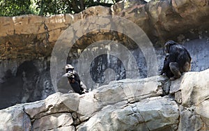 The family of chimpanzees in the wild.