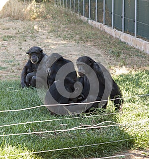 Family of chimps sitting on some green grass , relatives