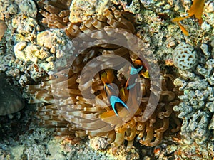 Family of Clown Fish and Sea Anemone