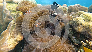 Family of clownfish hide in sea anemone on the beautiful coral reef in Surin island national park, Thailand