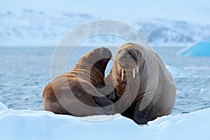 Family on cold ice. Walrus, Odobenus rosmarus, stick out from blue water on white ice with snow, Svalbard, Norway. Mother with cub