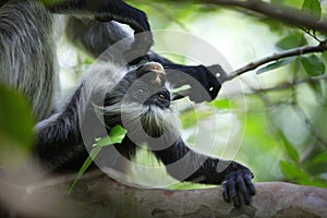 Family of colobus monkeys