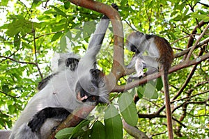 Family of colobus monkeys photo