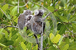 Family of Common marmosets with cubs in a green tree, Paraty, Brazil