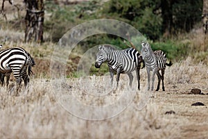 Family of common zebras grazing in the fields in Lewa Conservancy, Kenya