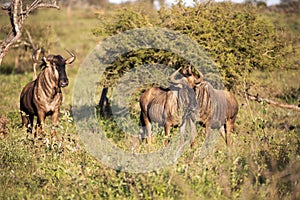 Family of Connochaetes that are commonly known as wildebeests