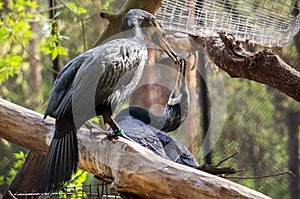 A family of cormorants building a nest