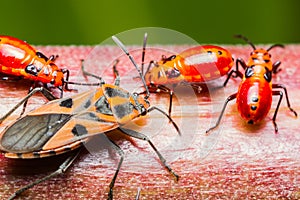 Family cotton stainer bug