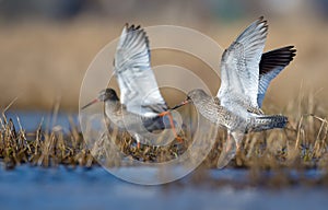 Family couple of common redshanks with lifted wings together walk in spring waterpond with low grass