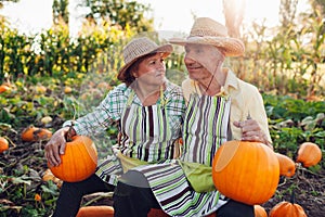 Family couple of senior farmers sit on pile of pumpkins in autumn field at sunset. Workers harvest vegetables in garden